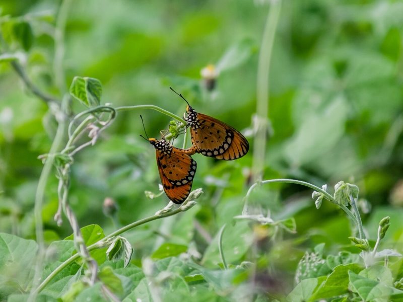 herwin-prabawananda-0XGXGfJv6oA-unsplash